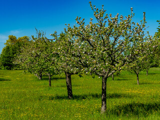 Baumgrundstück mit Obstbäumen im Frühjahr