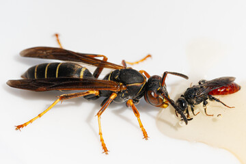 bugs on white background