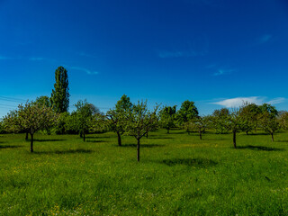 Obraz premium Baumgrundstück mit Obstbäumen im Frühjahr