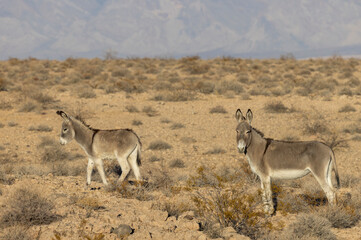 Wild Burros in the Nevada Desert in Winter