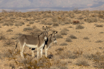 Wild Burros in the Nevada Desert in Winter