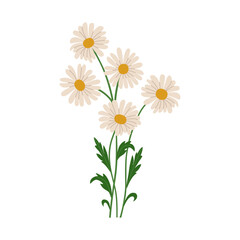 Chamomile flowers with stems and leaves. Blooming wild flowers. Beautiful herbaceous plant. Hand drawn vector illustration isolated on white background, modern flat cartoon style.