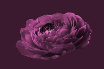 Beautiful lilac flower on a lilac background. Close-up.