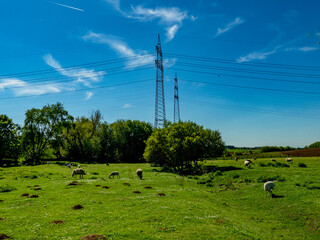 Schafe in der Nähe von Hochspannungsmasten