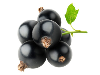 Bunch of black currants cut out