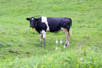 Cow grazing on a spring meadow