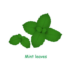 Mint leaves isolated on a white background