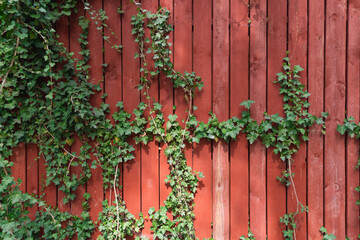 Red wooden fence with vertical planks and green climbing ivy vines. natural texture contrast, vibrant colors.