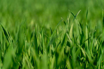 Bright green grass grows densely in a sunlit meadow, with blades fluttering softly in the warm breeze under a clear blue sky