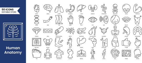 Human Anatomy editable icons set in line style. Study and structure of human internal organs. brain, lungs, stomach, liver, skeleton and more. Vector illustration