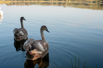 A family of swans with their babies on the shore of the pond, in the morning they swim to the camp...