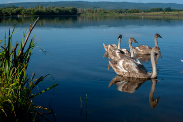 A family of swans with their babies on the shore of the pond, in the morning they swim to the camp...