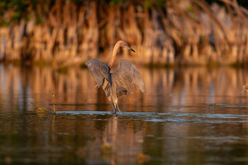 Reddish Egret poses elegantly on her back with her wings spread in a mangrove swamp.