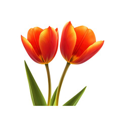 Two Vibrant Orange Tulips on Transparent Background