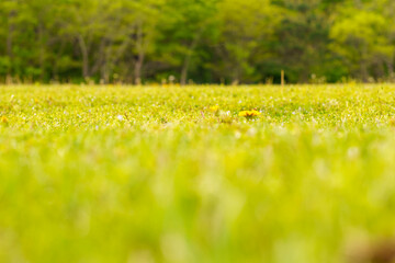 芝生の中に咲く黄色い花