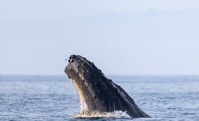 humpback whale in the sea, humpback with kelp on face 
