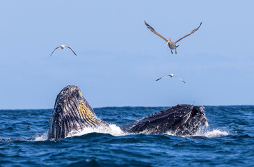 humpbacks lunge feeding, Santa Barbara, California 