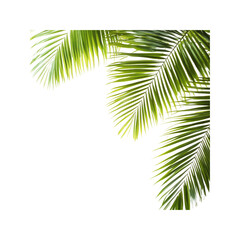 Lush Tropical Palm Fronds Corner Design Element