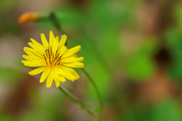 黄色いオオジシバリ花