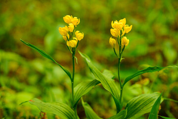 野に咲く黄色いキンランの花