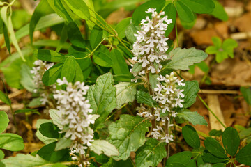 野原に咲くジュウニヒトエ