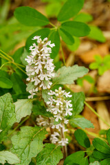 野原に咲くジュウニヒトエ