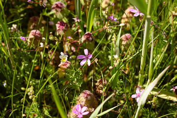 Wildflowers Blooming in a Sunlit Meadow Close-Up

