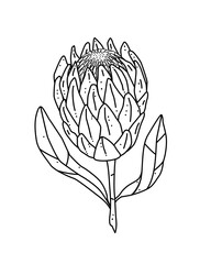 Protea flower. Hand-drawn vector illustration of a protea flower. Black and white botanical line art, perfect for coloring pages, posters, invitations, eco branding, and natural-themed designs.