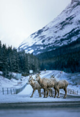 Naklejka premium mountain landscape with goats
