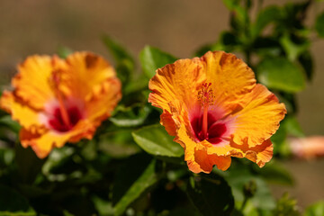Close-up of vibrant orange hibiscus flower with red center blooming in sunlight, surrounded by lush green leaves, tropical flora