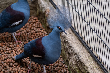 A beautiful Goura pigeon showing the beauty of its crest.