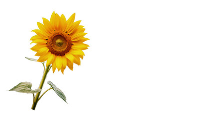 Obraz premium yellow sunflower flower head in full bloom on white background with copy space top view flatly 
