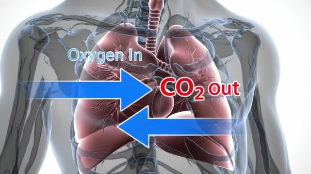 Medical animation illustrating human lungs and rib cage, showing respiration with arrows indicating oxygen intake and CO2 expulsion. For educational or healthcare content. Visualizes life. 4k 60 fps.