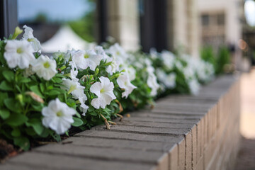 White flowers in a garden