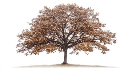 Autumn oak tree isolated on white; nature background for design