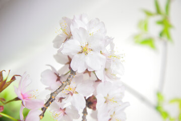 満開の桜のクローズアップ