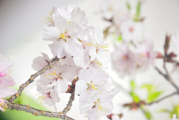 満開の桜のクローズアップ