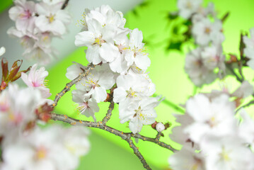 満開の桜のクローズアップ