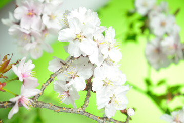 満開の桜のクローズアップ