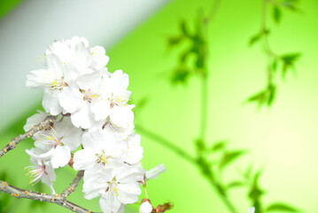 満開の桜のクローズアップ