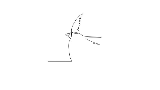 Animated self drawing of Treeswift animal video illustration. Bird animal themes in simple linear style video design concept. Animal bird family for your asset design and educational purpose
