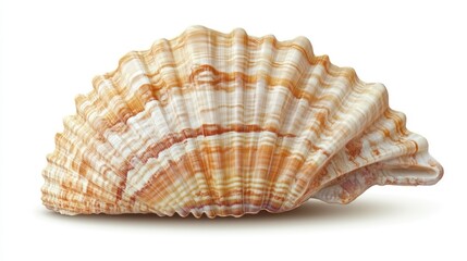 Fototapeta premium Seashell with Intricate Patterns and Natural Colors Ideal for Nature and Marine Themes