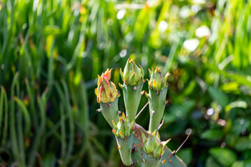 Prickly Pear Cactus about to bloom.  Three flower buds in the foreground with foliage in the background.