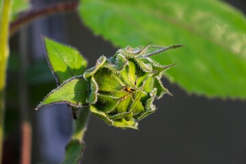 Sunflower bud in early development in spring about to bloom