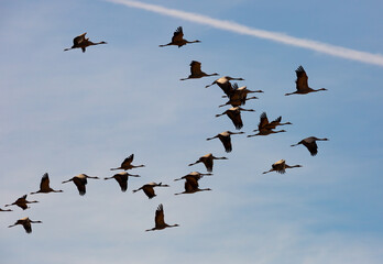 Birds in flight. Flock of cranes returning from warm lands in blue spring sky..