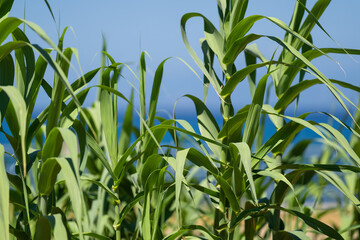 Tall green reeds swaying in the breeze near the sea, with the blue ocean in the background, tranquil coastal scene