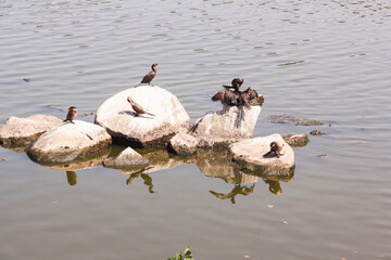 Herons and Ducks in Estero de las Garzas Lagoon, Manzanillo, Colima, Mexico