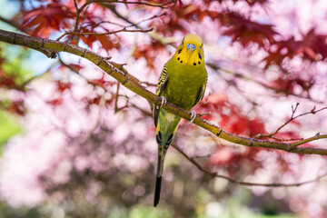 Melopsittacus undulatus