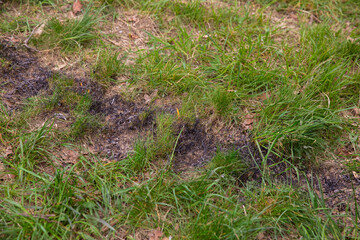 Obraz premium Charred remnants of a small fire on green grass, surrounded by vibrant blades of grass and earthy soil, showcasing the contrast between scorched earth and lush vegetation in a natural setting