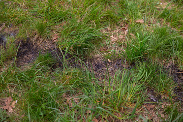 Lush green grass interspersed with patches of charred earth, showcasing the aftermath of a small fire